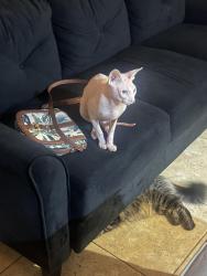 Lost Male Cat last seen Near E Willow Dove Ave, Las Vegas, NV 89123, Las Vegas, NV 89123