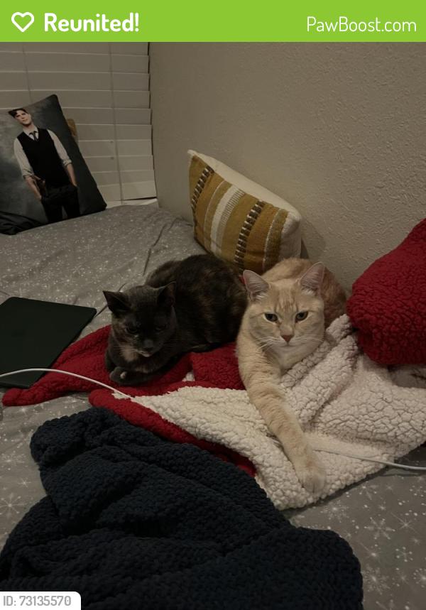Reunited Male Cat last seen Mulberry Dr. Close to Concord High and Dana Plaza shopping center, Concord, CA 94519