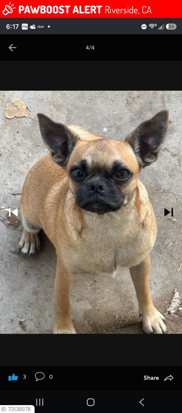 Lost Female Dog last seen Robin Rd, Riverside, CA 92501