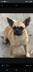 Lost Female Dog last seen Robin Rd, Riverside, CA 92501