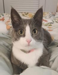 Reunited Female Cat last seen Portland Ave and Talbot Ave., Albany, CA 94706