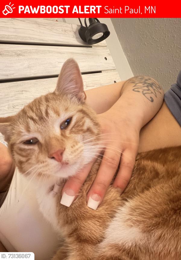 Lost Male Cat last seen Dayton's bluff, Saint Paul, MN 55106