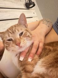 Lost Male Cat last seen Dayton's bluff, Saint Paul, MN 55106
