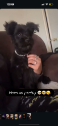 Reunited Female Dog last seen 46th and slide road, Lubbock, TX 79414