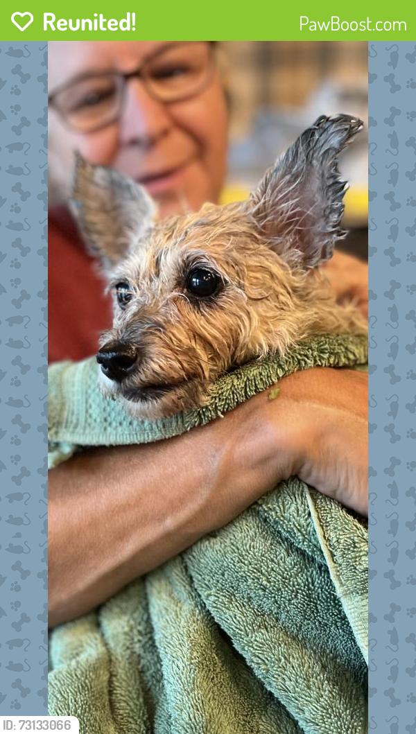 Reunited Female Dog last seen Cassidy Lane, Kilgore, TX 75662