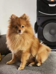 Lost Female Dog last seen near sedanos in 24th st, Hialeah, FL 33010