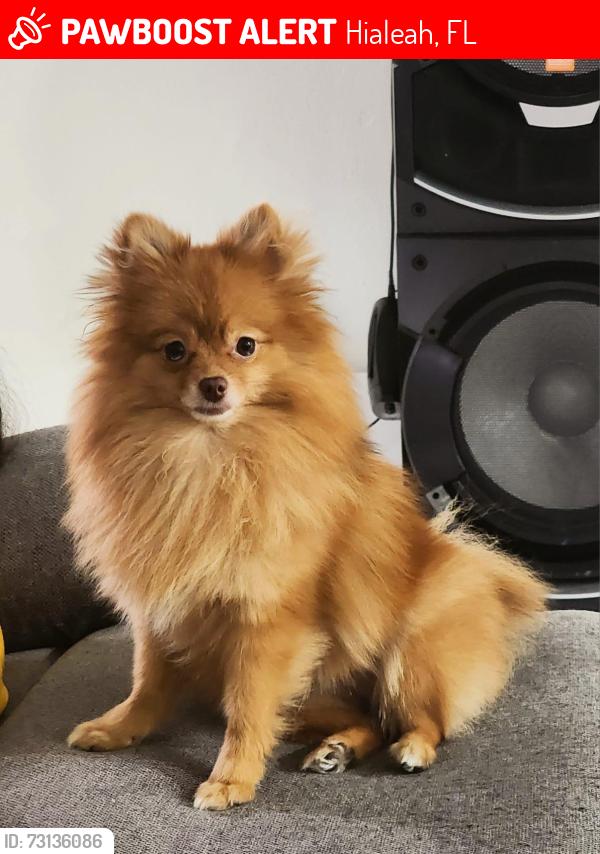 Lost Female Dog last seen near sedanos in 24th st, Hialeah, FL 33010