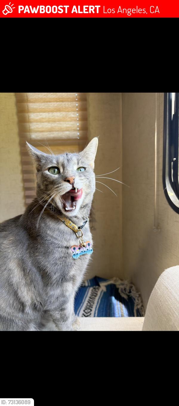 Lost Female Cat last seen Jacon way and El oro LN, Los Angeles, CA 90272