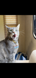 Lost Female Cat last seen Jacon way and El oro LN, Los Angeles, CA 90272