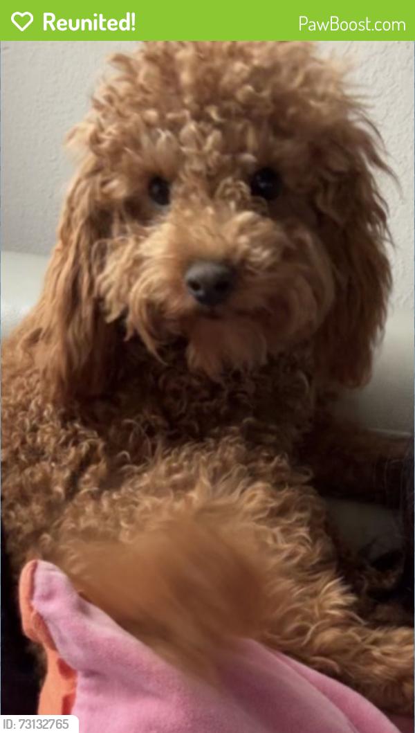 Reunited Female Dog last seen Lindberg Dr, Arlington, TX 76016