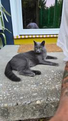 Reunited Male Cat last seen Carolina Beach Road and Shipyard blv., Wilmington, NC 28401