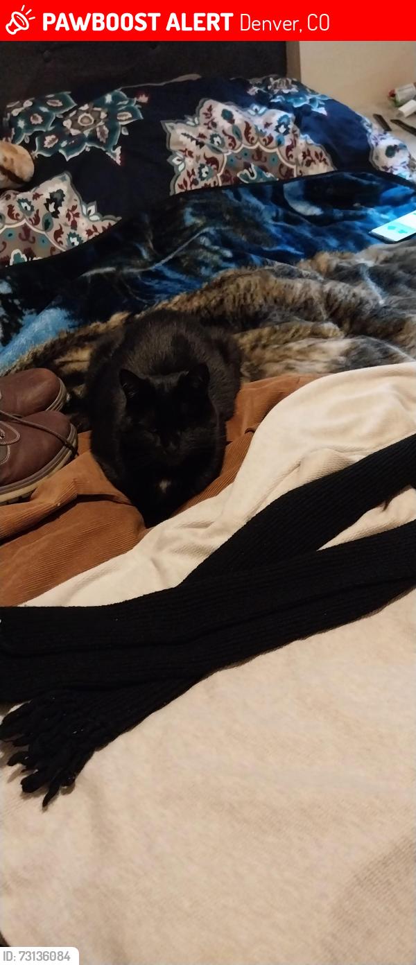 Lost Female Cat last seen Newton and Bayaud, Denver, CO 80219