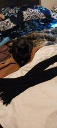 Lost Female Cat last seen Newton and Bayaud, Denver, CO 80219