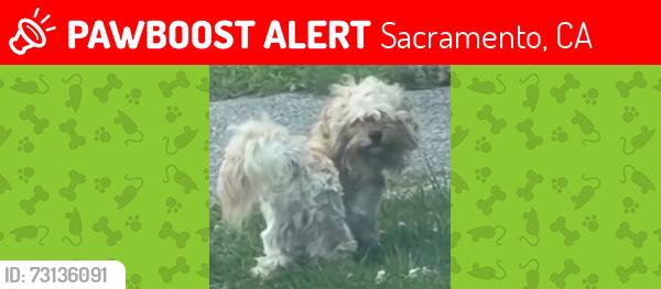 Lost Male Dog last seen Truxel and Teralba way, Sacramento, CA 95834
