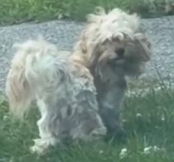 Lost Male Dog last seen Truxel and Teralba way, Sacramento, CA 95834