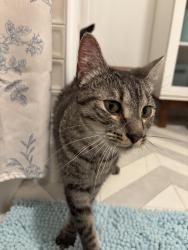 Found/Stray Male Cat last seen In prospect park by the Google Maps location Prospect Park Yoga - Ocean Parkway, Brooklyn, NY 11226
