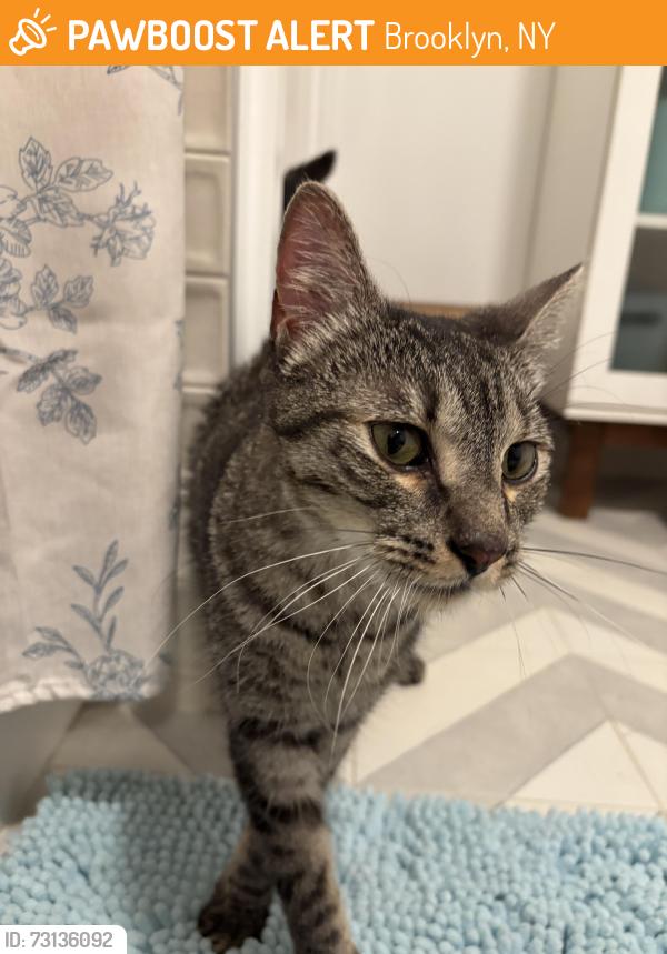 Found/Stray Male Cat last seen In prospect park by the Google Maps location Prospect Park Yoga - Ocean Parkway, Brooklyn, NY 11226