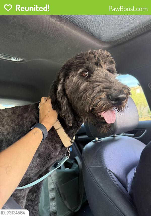 Reunited Male Dog last seen Between Ann and Lone Mountain, Jones, Las Vegas, NV 89130