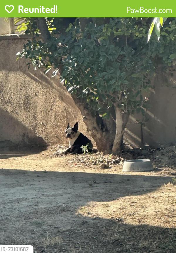 Reunited Male Dog last seen Woodbine, Visalia, CA 93291