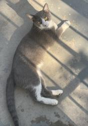 Reunited Male Cat last seen Fiesta Grocery store on Berry and Miller, Fort Worth, TX 76105