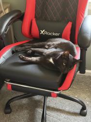 Lost Male Cat last seen Near to archer, Guyton, GA 31312
