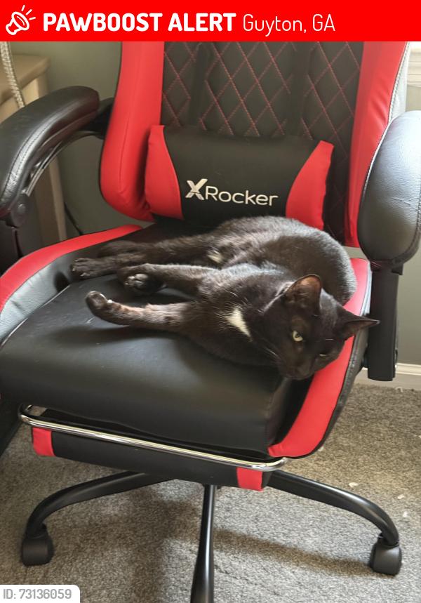 Lost Male Cat last seen Near to archer, Guyton, GA 31312