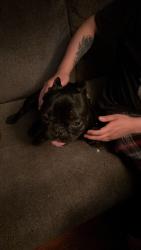 Found/Stray Male Dog last seen Broadway Elmore Lenny’s Tap, Green Bay, WI 54303