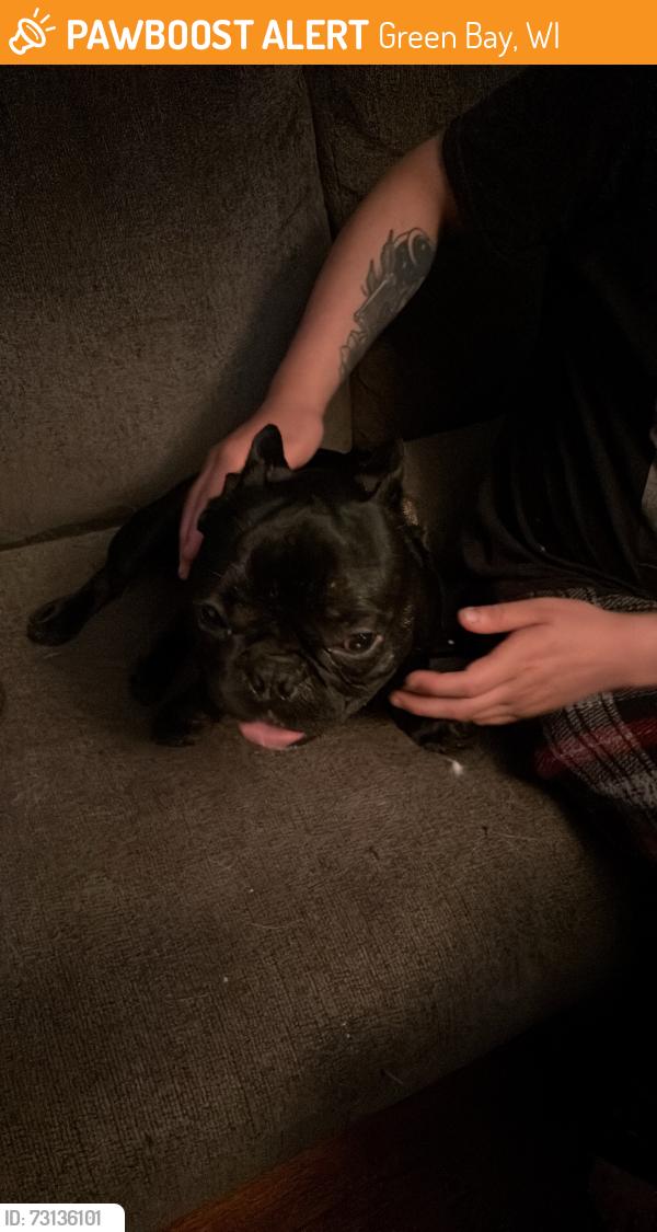 Found/Stray Male Dog last seen Broadway Elmore Lenny’s Tap, Green Bay, WI 54303