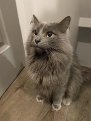 Lost Male Cat last seen Judy Laughton Park, Kanata Lakes near playground, Ottawa, ON K2T 1J1