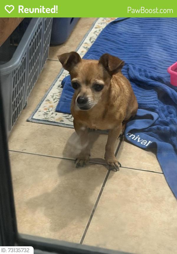 Reunited Male Dog last seen Sagegate and Blackhawk, Houston, TX 77089