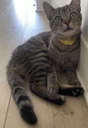 Lost Male Cat last seen Mcswain area on Buhach between Elliott and Mulberry, City of Atwater, CA 95301