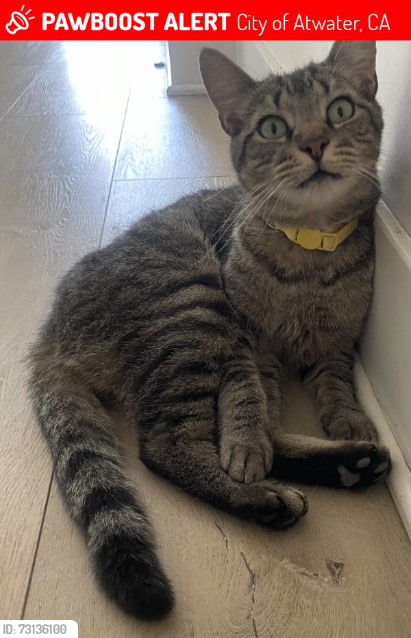 Lost Male Cat last seen Mcswain area on Buhach between Elliott and Mulberry, City of Atwater, CA 95301
