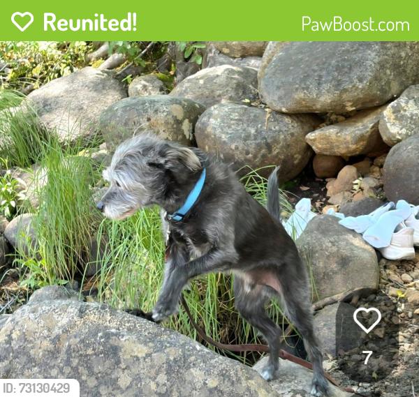 Reunited Male Dog last seen Road 222 x N Shore Road, Bass Lake, CA 93604