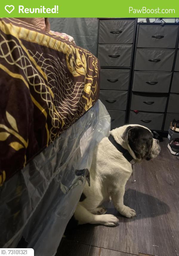 Reunited Female Dog last seen Patton & 6 mile, Detroit, MI 48219