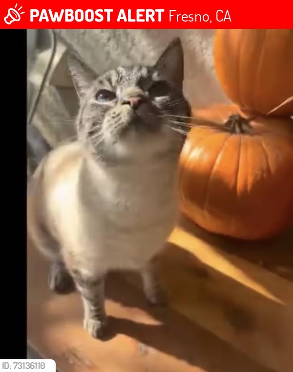 Lost Male Cat last seen Farris and Athens, Fresno, CA 93711