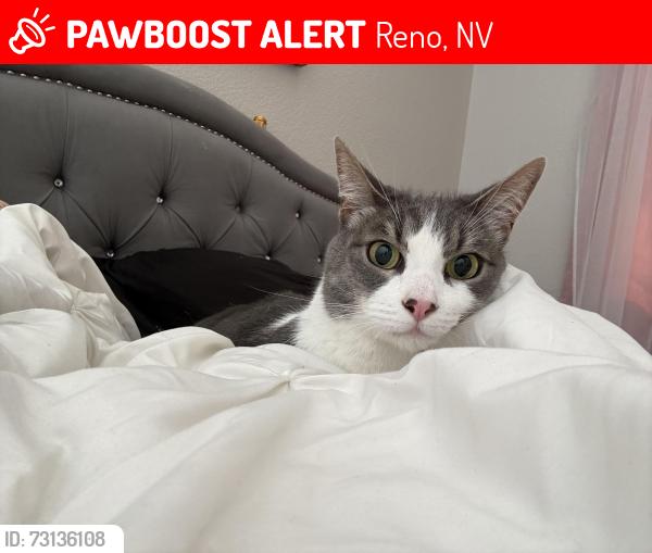 Lost Male Cat last seen Nectar and Fir Dr, Reno, NV 89506