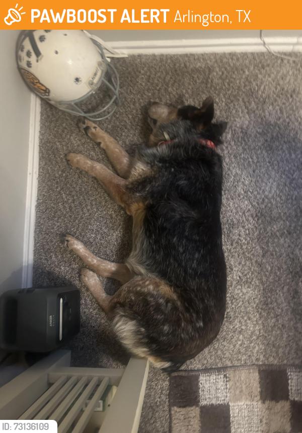 Found/Stray Male Dog last seen Dave and Busters Arlington, Arlington, TX 76012