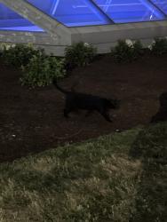 Found/Stray Unknown Cat last seen Hilton Hotel in Downtown Cleveland, Cleveland, OH 44114