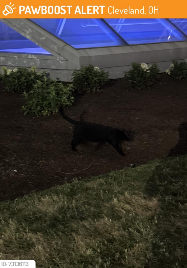 Found/Stray Unknown Cat last seen Hilton Hotel in Downtown Cleveland, Cleveland, OH 44114
