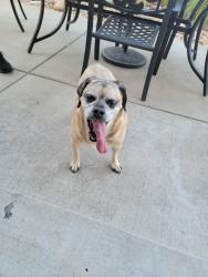 Reunited Male Dog last seen 113th, Thornton, CO 80233
