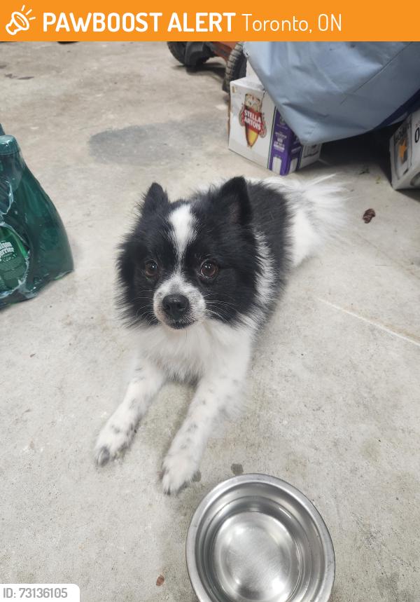 Found/Stray Male Dog last seen Westchester rd and Brookhaven, Toronto, ON 