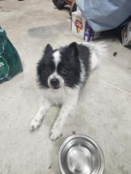 Found/Stray Male Dog last seen Westchester rd and Brookhaven, Toronto, ON 