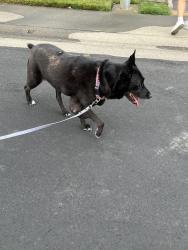 Found/Stray Female Dog last seen Steinbeck Dr & Dickinson Dr, Roseville, CA 95747