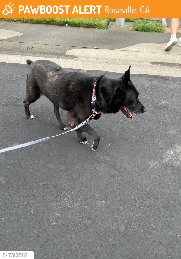 Found/Stray Female Dog last seen Steinbeck Dr & Dickinson Dr, Roseville, CA 95747