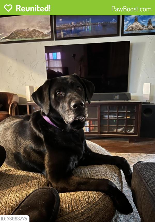 Reunited Female Dog last seen Monte Vista and Santa Fe, Dallas, TX 75223