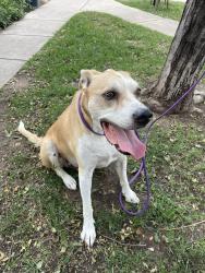 Reunited Male Dog last seen Lee Hill Dr & 10th, Boulder, CO 80304
