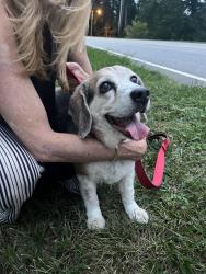 Found/Stray Male Dog last seen Where Wakewood Way meets State Park Rd, Greenville, SC 29609