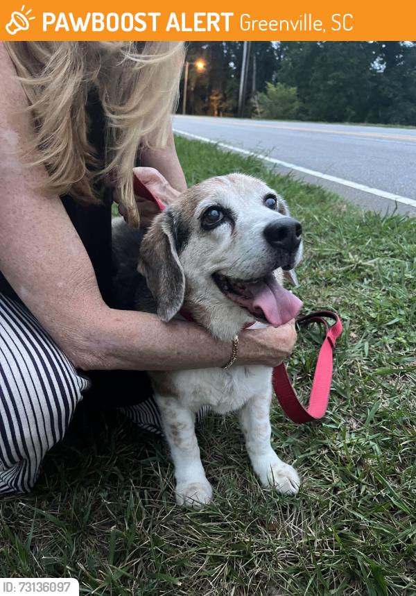 Found/Stray Male Dog last seen Where Wakewood Way meets State Park Rd, Greenville, SC 29609