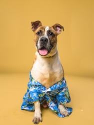 Shelter Stray Male Dog last seen Near desert dr 5, East Point, GA, 1251 Fulton Industrial Blvd NW, Atlanta, GA 30336, USA