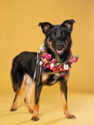 Shelter Stray Female Dog last seen Near washington rd, East Point, GA, 1251 Fulton Industrial Blvd NW, Atlanta, GA 30336, USA